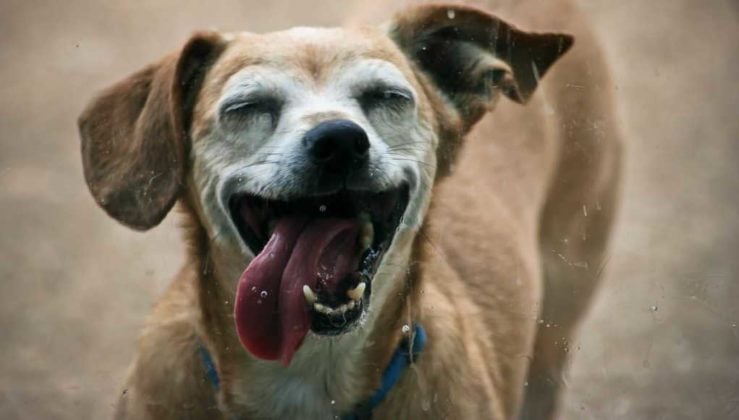 Best Mixed Breeds For Families