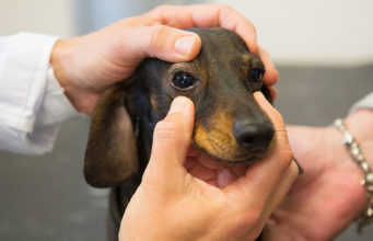 Progressive Retinal Atrophy In Dogs Progressive Retinal Atrophy In Dogs Featured