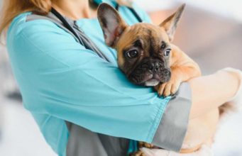 Prostate Cancer In Dogs: Causes, Symptoms, and Treatments Prostate Cancer In Dogs