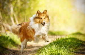 Shetland Sheepdog Dog Breed Profile Shetland SHeepdog Dog breed profile summary