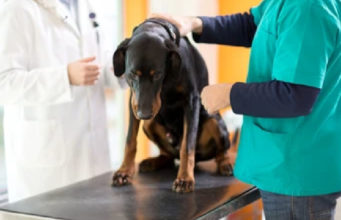 Should I Treat My Dog for Cancer? Should-I-treat-my-dog-for-cancer