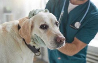 Thyroid Cancer in Dogs: Symptoms, Diagnosis & Treatment Thyroid Cancer in Dogs
