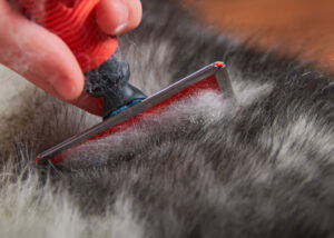 Picture of 38 Double-Coated Dogs and How to Groom Them Properly