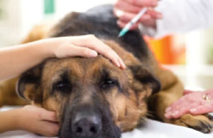 40% Pet Owners Believe Dog Vaccines are Unsafe