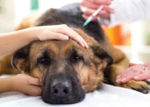 What Vaccines Does My Dog Need for Boarding for dhpp