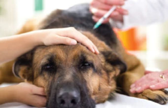 40% Pet Owners Believe Dog Vaccines are Unsafe