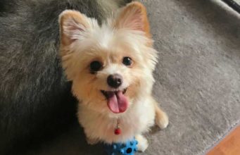 Yorkie Pom Dog Breed Profile Yoranian Dog Breed Profile