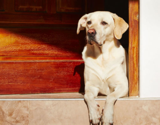 17 Best Mixed Breed Guard Dogs best mixed breed guard dogs featured image