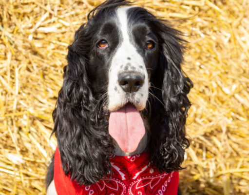 Docker Dog Breed Profile docker dog breed profile