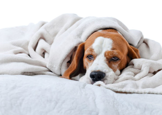Leukemia In Dogs: Causes, Symptoms, and Treatments