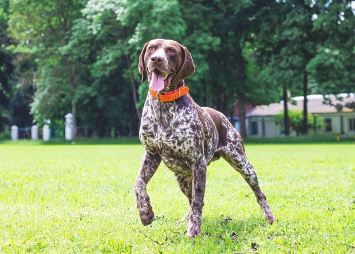 dogs good for hot weather German Shorthaired Pointer