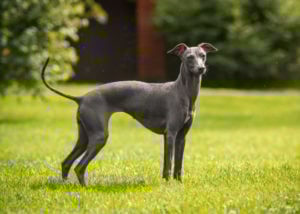 dogs good for hot weather italian greyhound
