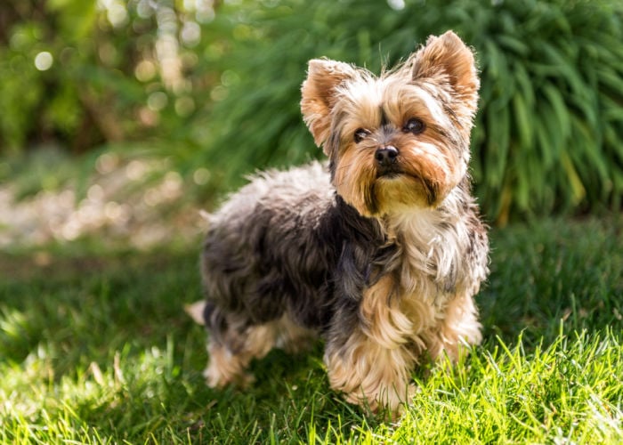 do dogs adapt to hot weather