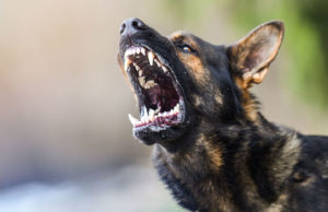 How Can You Tell if a Dog is Aggressive how can you tell if a dog is aggressive