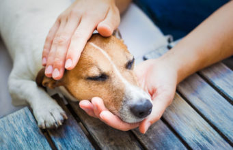 How Do Dogs Get Cancer? How Do Dogs Get Cancer Featured Image