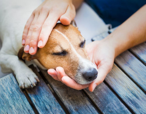 How Do Dogs Get Cancer? How Do Dogs Get Cancer Featured Image