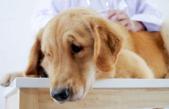 Leukemia In Dogs: Causes, Symptoms, and Treatments leukemia in dogs