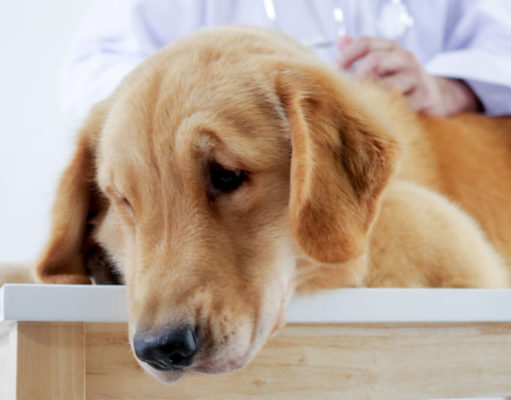 Leukemia In Dogs: Causes, Symptoms, and Treatments leukemia in dogs