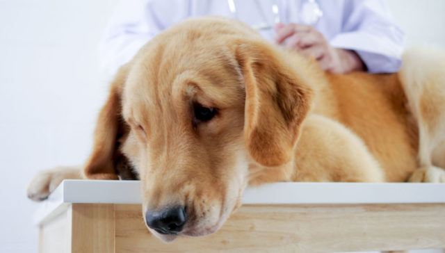 Picture of Leukemia In Dogs: Causes, Symptoms, and Treatments
