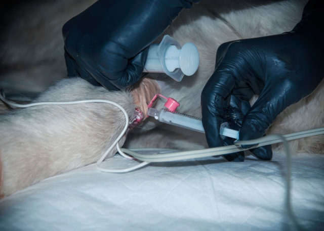 Leukemia In Dogs: Causes, Symptoms, and Treatments