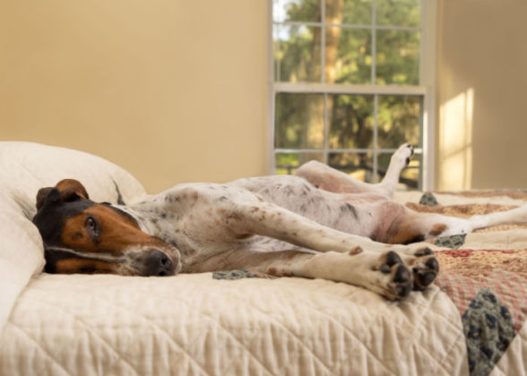 Picture of Leukemia In Dogs: Causes, Symptoms, and Treatments