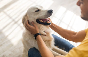 10 Most Loyal Mixed Dog Breeds Who Won’t Leave Your Side most loyal mixed dog breeds
