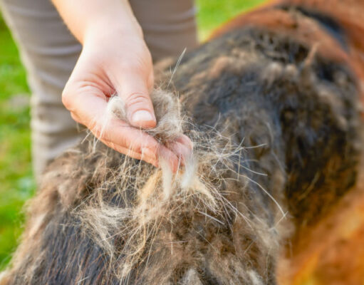 Dog Grooming 101: Videos on How to Groom a Dog, Nails, Hair, etc.