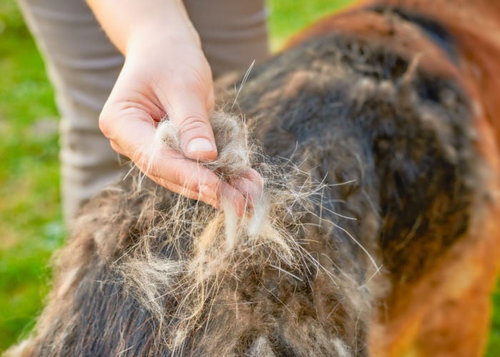 Double coated clearance breeds