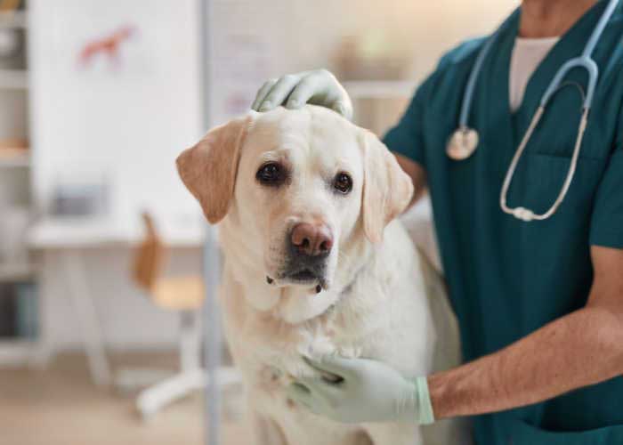 Thyroid Cancer in Dogs Symptoms, Diagnosis & Treatment