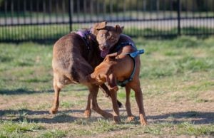 What To Do If Your Dog Bites Another Dog what to do if your dog bites another dog