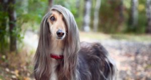 Afghan Hound Dog Breed Profile Afghan Hound Dog Breed Profile