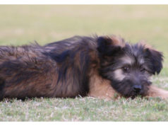 Armant Dog Breed Profile Armant Dog Breed Profile Featured