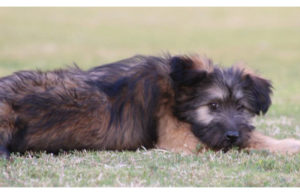 Armant Dog Breed Profile Armant Dog Breed Profile Featured