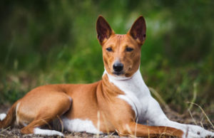 Basenji Dog Breed Profile Basenji-featured-image