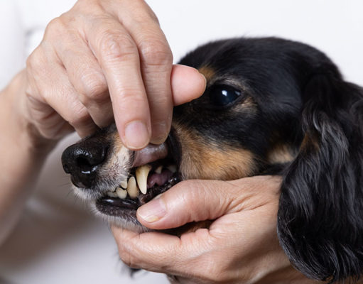 Black Gums in Dogs: What Does This Mean? Black Gums in Dogs Featured Image