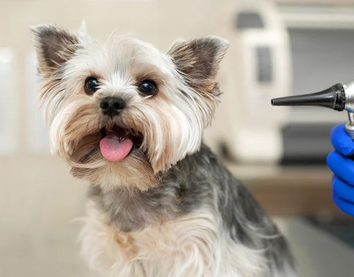 Deaf Dog Groups: Where To Adopt A Deaf Dog? Deaf Dog Groups Featured Image