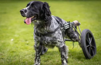 Degenerative Myelopathy in Dogs: Causes, Symptoms, and Treatment Degenerative Myelopathy in Dogs- Causes, Symptoms, and Treatment