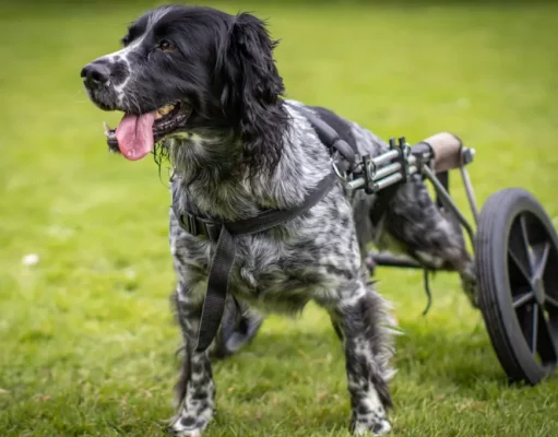 Degenerative Myelopathy in Dogs: Causes, Symptoms, and Treatment Degenerative Myelopathy in Dogs- Causes, Symptoms, and Treatment