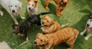 Pros and Cons of a Dog Daycare Dog-daycare-pros-and-cons