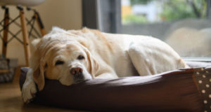 Dog Dementia Stages: What You Need To Know Dog-dementia-stages-featured-image