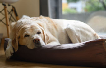 Dog Dementia Stages: What You Need To Know dementia in dogs