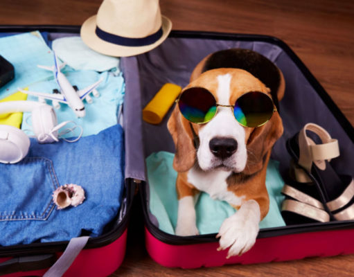 20 Cool Dog Summer Accessories Dog-summer-accessories-featured-image