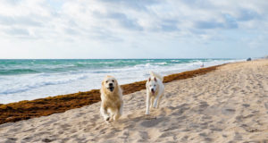 Florida Pet Stores, Dog Parks, Grooming, And More Florida Pet Stores Featured Image