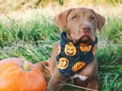 10 Best Halloween Bandana for Dogs Who Don't Like Costumes Halloween Bandana for Dogs