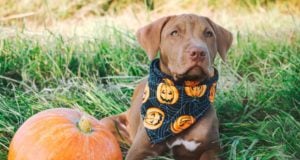 Halloween Bandana for Dogs