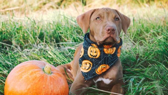 Halloween Bandana for Dogs Halloween Bandana for Dogs