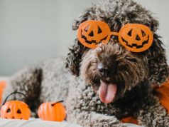 Halloween Toys For Dogs Halloween Toys For Dogs
