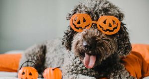 Halloween Toys For Dogs Halloween Toys For Dogs