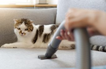 How To Stop Shedding in Cats how to stop shedding in cats