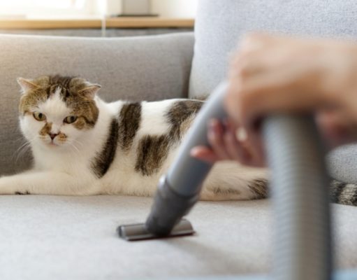 How To Stop Shedding in Cats how to stop shedding in cats